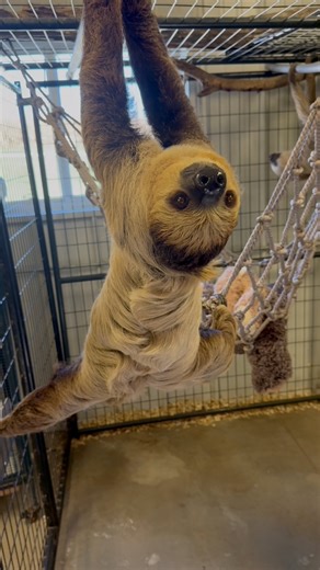 🌿🦥 Did you know? Sloths can rotate their heads up to 270 degrees — almost like an owl! Our sweet Ricardo loves showing off his moves, and you can watch it in person right here at Scatter Joy Acres. ✨ Come see him (and so many other amazing animals) with your own eyes! 📍 Open daily | 9 AM – 5 PM 🎟️ Admission: • Adults & children 12 — $15 • Children ages 3–11 — $10 • 2 & under — FREE 💚 Adventure. Learning. Joy. Only at Scatter Joy Acres! #SlothLove #RicardoTheSloth #ScatterJoyAcres #DidYouKno