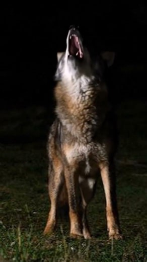 Coyote Sounds of Howling and Barking | Canis latrans Sounds #wolf #coyote #animalsounds #fox #ai