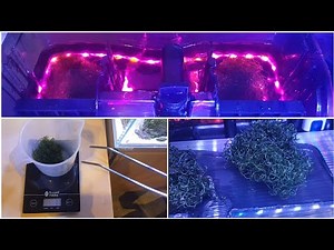 DIY Hang On Back Refugium - Chaeto Growth Results!