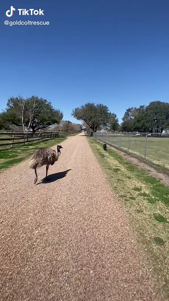It *is* pretty beautiful #farmtok #farmanimals #farmlife #emu