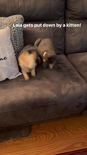 Just witnessed the ultimate display of canine submission - my dog let a 5 month old kitten boss her around! #yorkielife #dogs #catsoffacebook #kittens #animals Princess Leia is her name sake but she is not the hero of this movie😂 | Lindsey Bingham