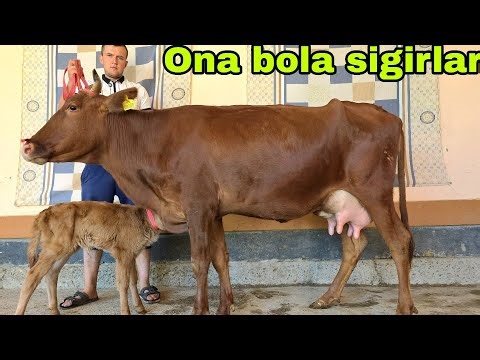 Hamzajon ukamizdan yangi partiya ona bola sigirlar 19-Sentyabr, 2025