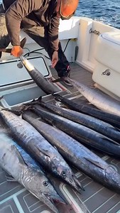 2.6K reactions · 47 shares | @thefloridafishman Winter Wahoo  #fish #fishman #salt #saltwater #reels #instagram #florida #keys #bahamas #wahoo #quick #limit | Fly Zone Fishing | Facebook