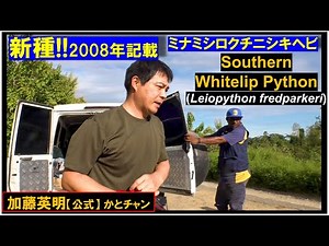 New species! Recorded in 2008! The rare Southern White-mouthed Python...≫ Hideaki Kato [Official]...