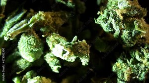 THC crystals super macro. Marijuna close-up. Hemp texture. Weed footage. Examining a medical marijuana plant under a microscope.