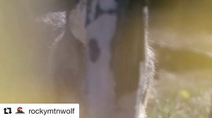 #WolfWednesday The Rocky Mountain Wolf Project focuses on public understanding of grey wolf behavior, ecology, and options for re-establishing the species in Colorado. While there may be hesitation from some groups, it is important to review the benefits of returning this vital species component to any ecosystem. In their most recent blog ‘The Environmental Benefits of Reintroducing Wolves in Colorado’, the @rockymtnwolf discusses trophic cascades and the parallels they would expect between Yell