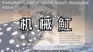 分享大学生设计作品《仿生魟移动平台》