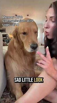 Top 7 des chiens les plus intelligents 🧠🐶