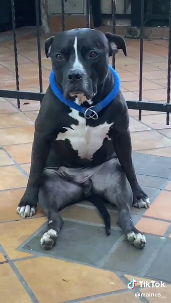 Perrito sentado #perro #fyp #dog #cute