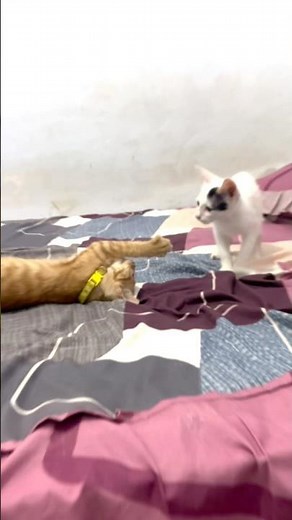 Epic WCW Cat Fight on Stage – Furry Battle of the Century! #fypシ゚viral #cat #catvideos #cute #wcw