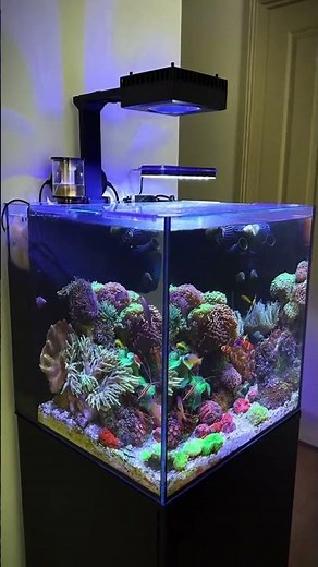 Dream Reef Aquarium Setup 🐠✨ | Stunning Clownfish & Coral Reef Tank