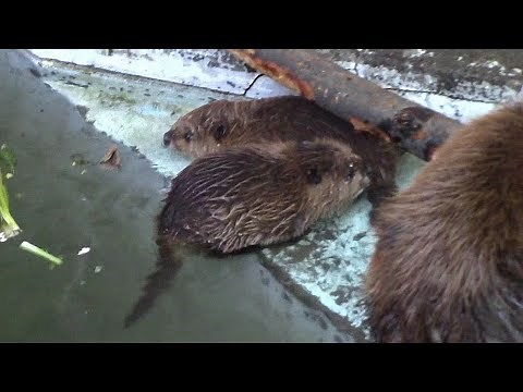 生後三週間のアメリカビーバー双子の赤ちゃん②（ヒノトントンZOO：羽村市動物公園）Baby American Beaver