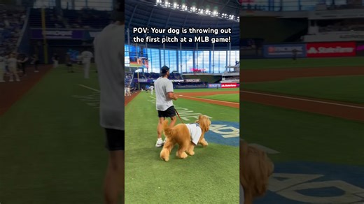 My dog threw out the first pitch at a MLB game! @marlins #MLB #miamimarlins #goldendoodle #dogdad