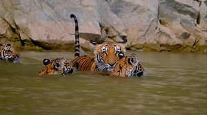 289K views · 3.1K reactions | In the depths of the Indian jungle,...