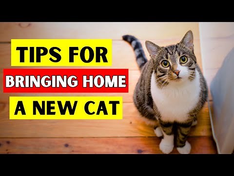 17 Essential Tips for Bringing a New Cat Home