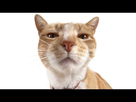 Jeeba Ebes | Soulcity by EchoRP S2 | #soulcitybyechorp #lifeinsoulcity