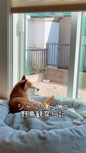 シャルちゃんが掘った穴で砂浴びするスズメ#shorts #柴犬 #雑種犬 #元保護犬