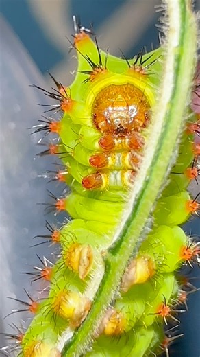 It’s not just moths that are cool! Look at the caterpillars close up! #moths | Jumping spider & Moth life