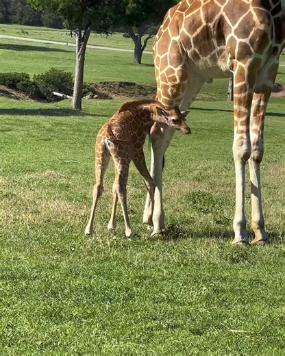 Happy 1st birthday Goldie! 🎂 This adventurous little giraffe is the daughter of Nettie and Mananasi and it shows. If you are looking to I.D. her, she has to square like shapes at the base of her neck and a pair of diamonds on her left side. ♦️💎 #giraffe #giraffebaby #cuteanimals #safaripark #fossilrim | Fossil Rim Wildlife Center