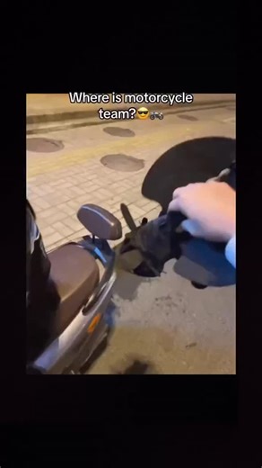 Original Toothless Plush on Instagram: "Enjoy your journeys with Toothless plush. ✨ #CarAdventure #ToothlessPlush #RoadTripFun #FantasyJourney #PlushMagic"