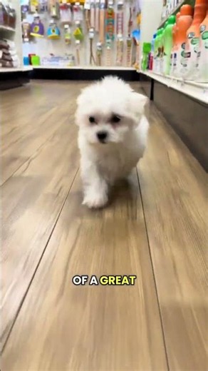 Classy, Sassy, and Bossy! ✨🤍 Meet the Maltese Puppy at Petland Tulsa 🐶