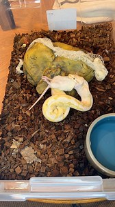 FRESH SHED= FEEDING TIME💪 #ballpython #royalpython #reptiles #reptile #reptilesofinstagram #snake #snakes #pets #pet #petsofinstagram #bloodpython #burmesepython #carpetpython #reticulatedpython #boaconstrictor #animals #wildlife #bof #recessivegang #ballpythons #royalpythons | BALLS of FURY