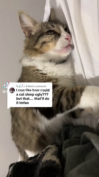 Replying to @B.More just wait til you see and HEAR his nightmares #cat #catdreams #eepy