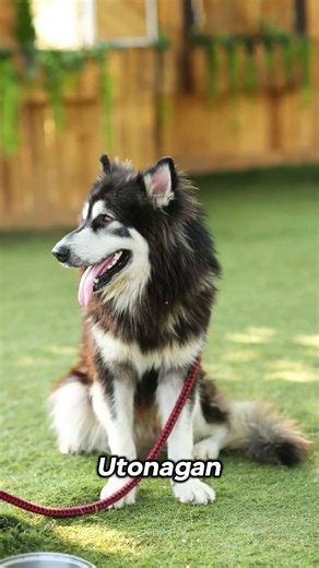 Dogs That Look EXACTLY Like Wolves! 🤯
