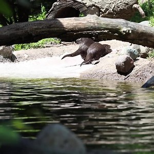 4.2K views · 305 reactions | Take a 30-second break from your day to relax and enjoy some swim time with the North American river otters ❤️ Can you see the otter's webbed feet for swimming? They're quick and agile both in the water and on the ground. | Potter Park Zoo | Facebook