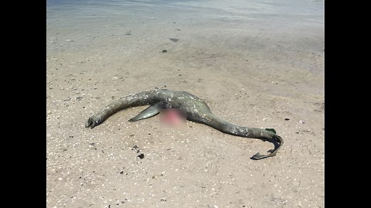 Mysterious 'sea creature' discovered on Wolf Island beach in South Georgia