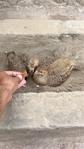 Cute Teter Bird Eating Candy | So Delicious! #shorts