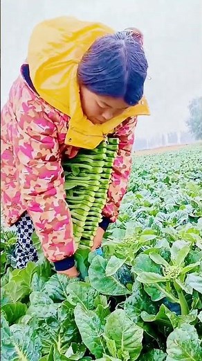 cool techniques for harvesting fresh green vegetables #shorts