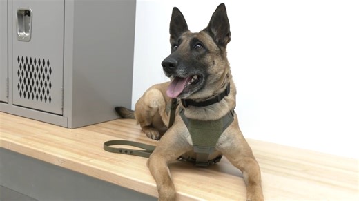 Meet Harper, the newest contributor to the Evergreen Public School’s safety team. Don’t let the cuteness fool you, she is serious about her job. Harper is trained to find electronic equipment, including cameras, cell phones and other electronic recording devices. Harper and her handler, Taylor, are part of the Beacon K-9 Unit, a detection dog company that the district recently contracted with to perform periodic searches of secondary schools locker rooms and bathrooms. The searches, which will t