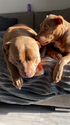 62K views · 3.2K reactions | Don’t get new dog around him, he is a dangerous dog, he will hurt her Them 凉 #XLbully #bullylife #cute #dogs #puppy | Tyson the Bison | Facebook