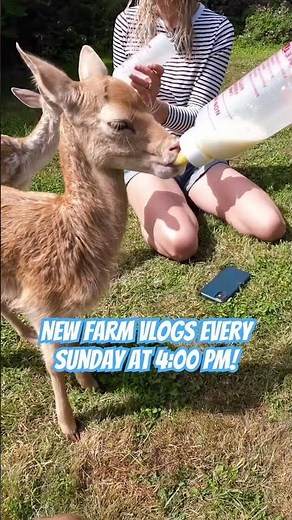 Fallow deer fawns bottle feeding! #smallholding #fallowdeer #fawns