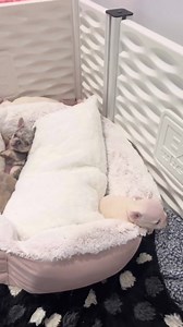 77K views · 5.9K reactions | Clean up time 識 #pups #newborn #cleaning | Betty Teacup Puppies | Facebook
