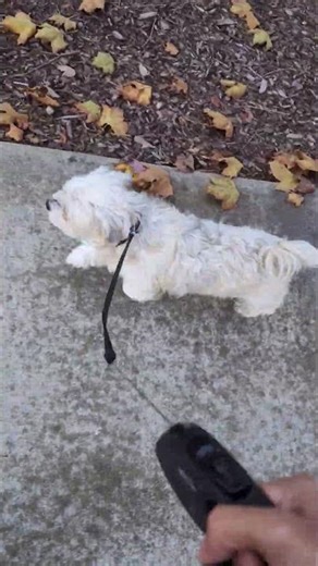 Light Jog With Aerys Targaryen