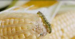 New study predicts pest influx for Midwestern farmers