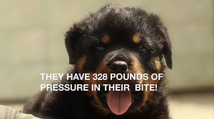130K views · 3.4K reactions | Rottweiler Dog Breed - Characteristics & Facts | Rottweiler Life | Facebook