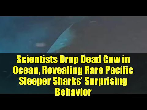 Scientists Drop Dead Cow in Ocean, Revealing Rare Pacific Sleeper Sharks’ Surprising Behavior