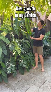 After a few days of rain, my garden is exploding !! Which is your fave ? . #houseplants #plantsmakepeoplehappy #mosspole #planting | Sydneyplantguy