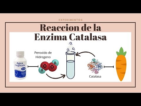 Experimento: Reacción de la enzima catalasa usando una zanahoria