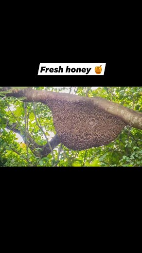 Fresh wild honey harvesting 🐝🐝 Raw honey🍯🐝#honey #honeybee #honeycomb #shorts #honeyharvesting #satisfying #queenbee #bee #raw | SS Coconut Farming