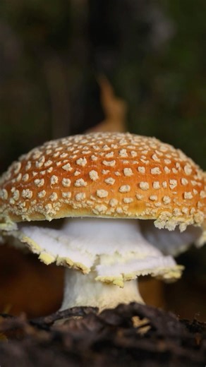 The most iconic symbol in the forest | In motion