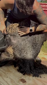 148K views · 4.1K reactions | This is just a beautiful pet sheep that shears like a dream and is even better to look at. | Right Choice Shearing | Facebook
