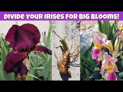 Divide Your Irises for BIG Blooms! 🌸 Quick Garden Tip