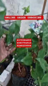 சென்னை மேடவாக்கம் இருந்து 20 -க்கும் வேறுபட்டு அரிய பழம் வகை செடிக்கள் unboxing review