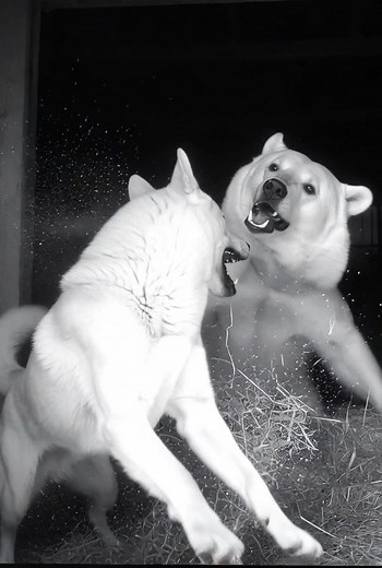 1.1K views | #cctvfootage #nightvisioncamera #infraredvideo #wildanimalattack #barnintrusion #predatorencounter #hyenaattack #bearsighting #farmsecurity #animalinstincts #guarddogs #livestockprotection #caughtoncamera #scaryanimalmoment #ruralwildlife #nightcreatures #animalshowdown #creepynightvision #farmdanger #realwildlife | California California | Facebook