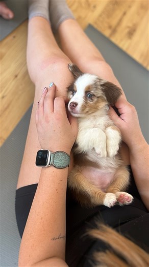 Puppy Yoga Orlando on Instagram: "Orlando, playful fluff is here. 💛🐾 Australian Shepherd pups are bringing happy energy, soft cuddles, and nonstop wiggles to puppy yoga this weekend. 🐶✨ 45 mins yoga + 30 mins puppy cuddles. 🤍 Orlando — Australian Shepherds December 27–28 (Saturday–Sunday) Spots are limited — link in bio to save your spot! 📍 #PuppyYogaOrlando #AustralianShepherdPuppies #PuppyYoga #CutestWorkoutEver #StretchAndSnuggle #HappyHumansHappy"
