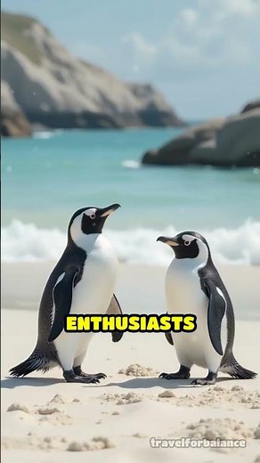 Discover the Falkland Islands' Wonders